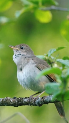 Nightingale Singing Ultra Clear Sound – Best Natural Bird Song