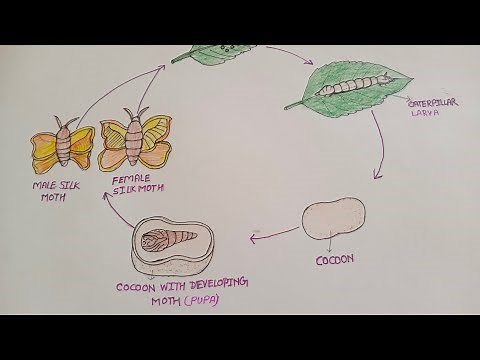 How to draw life cycle of silk moth ll life history of silk moth class 7 ncert