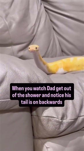 My Ball Python: “Why is his tail on backwards?”😂🐍🫶