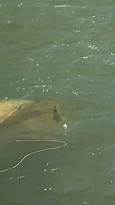 How many times have you casted in front of a rock and dreamed of this exact scenario? His face says it all. #FIshItWell Video: Grant Elliott W/ Noahstuddardfishing and bdpoole44 #SimmsFishing #Fishing #FlyFishing #ShopLocal #Community #Fishing #FlyFishing #FlyTying #Gear #TroutFishing #DryFly #DryFlyFishing #Chubby #Hopper #HopperDropper #Eat #Rising #Trout #FirstResponsders | Simms Fishing Products