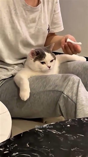 cat about to pounce | cat about to throw up sound,