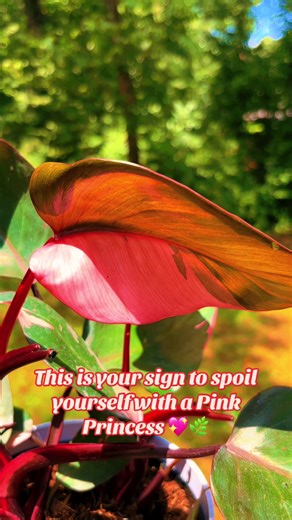 Plant Addicts Anonymous on TikTok