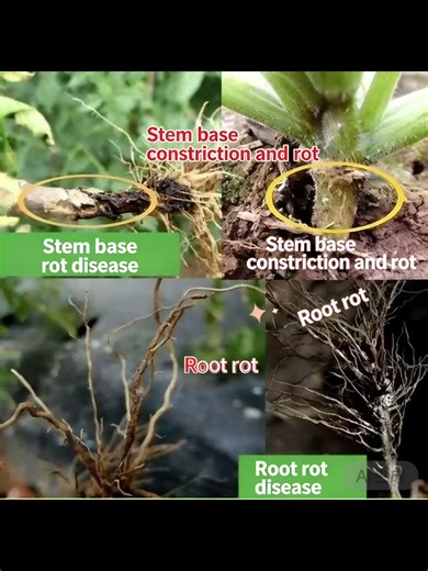 Bacillus Subtilis 1000cfu/g WP. This powerful, spore-forming beneficial bacteria acts as a natural: ✅ Biocontrol Agent:​ Suppresses harmful soil-borne pathogens. ✅ Growth Promoter:​ Enhances nutrient availability for stronger roots and plants. ✅ Soil Enhancer:​ Improves soil structure and microbiome diversity. With a potent 1000 Colony Forming Units per gram (cfu/g)​ in a convenient Wettable Powder (WP) formulation, it's easy to integrate into your sustainable agriculture or gardening program.#F