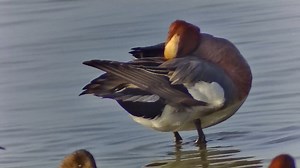 Watch SVBONY SC001 WiFi Spotting Scope Camera on Amazon Live