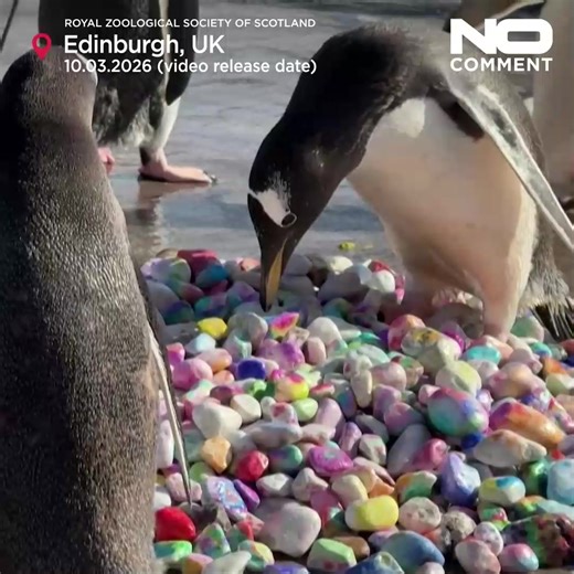 Los pingüinos del zoo de Edimburgo reciben piedras pintadas por niños de un hospital local. Las usan para construir sus nidos al inicio de la temporada de cría. Los pequeños pudieron ver la escena por internet gracias a una cámara en directo de la 'Royal Zoological Society of Scotland'. #Edimburgo #Animales #Pingüinos #NoComment