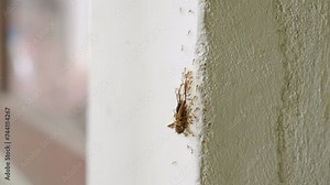 Coordinated ants transport cockroach up vertical wall surface, collective stigmergy strength and efficiency. Insect teamwork exemplifies natures orderlies cleanup crew. Pest control services.