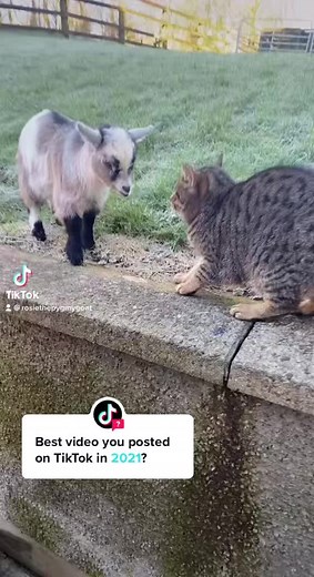 Pygmy Goats Playfully Fight with Cat | Fermanagh, Northern Ireland