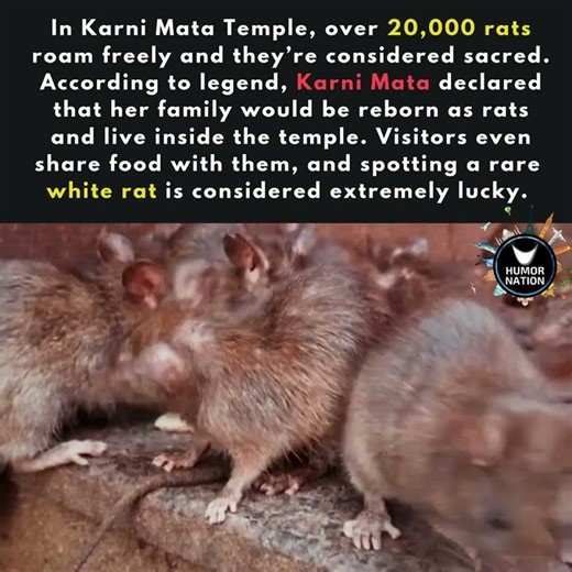 This Indian Temple Worships 20,000 Rats - Karni Mata Temple