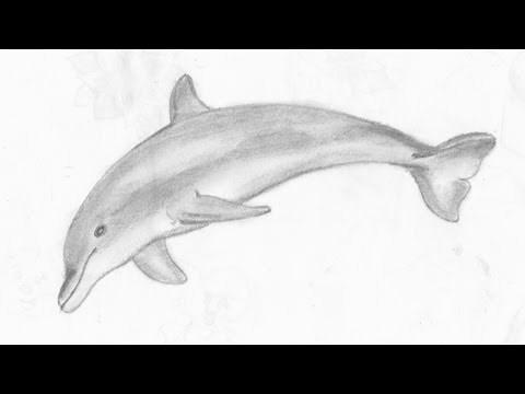 How to draw a Dolphin