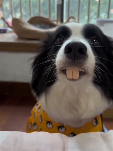 The Funniest Border Collies Compilation
