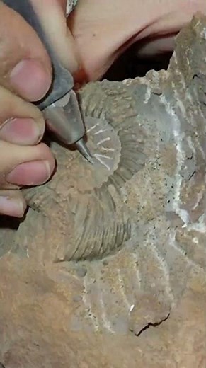 Sandblasting of fossil amonite