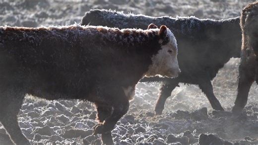 Ever wonder what goes into producing Certified Hereford Beef? From sustainable ranching to precise care, it’s a process rooted in quality. 🐄 #BehindTheScenes #CertifiedHerefordBeef | Certified Hereford Beef