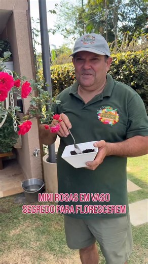 Mini Rosas Cultivadas em Vaso | Quando é Como Adubar Veja que lindas estão as nossas mini-rosas. Saiba como e quando adubar para ter muitas flores na sua casa e jardim. O vídeo completo está no nosso canal no YouTube. Link na BIO. Salve o vídeo para você ver quando precisar. Compartilhe com quem gosta de jardinagem 🧑‍🌾 Curta e comente. #jardinagem #rosa #rosas #jardineiroamador | Jardineiro Amador