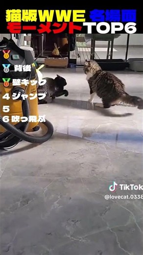 猫版WWE名場面モーメントTOP6