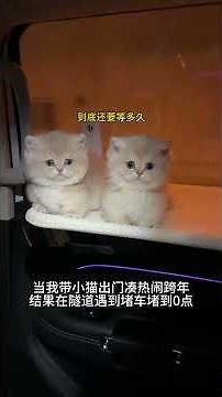 Kitten: I shouldn't have joined the fun