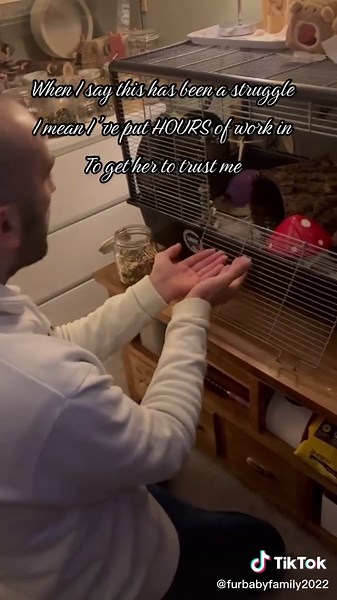 Caring for Long-Haired Syrian Hamsters: A Labor of Love
