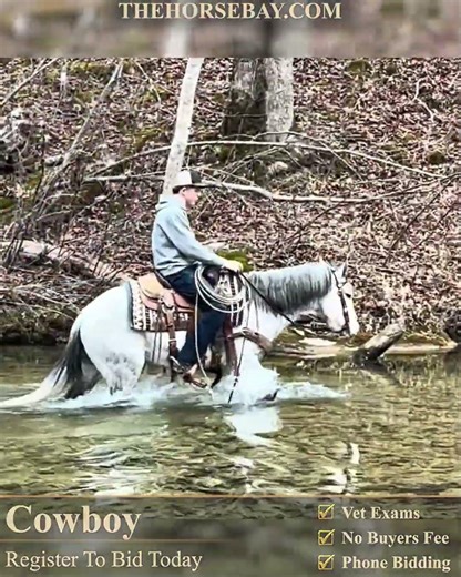 Quarter Draft X Gelding For Sale | Consigned to Thehorsebay.com