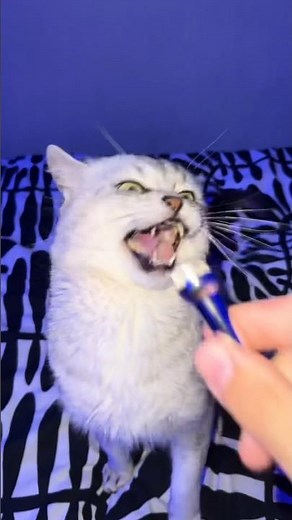 Intelligent Barking Cat..