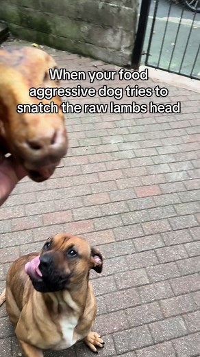 Sasha the Food Snatcher: Understanding Dog Aggression