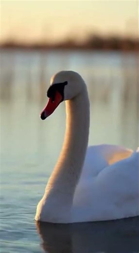 Intense Swan Sound On Lake 🦢🌬️
