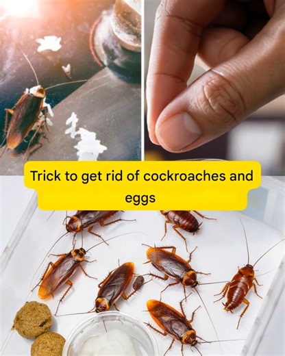 Cockroaches in your kitchen? This simple hack reaches where sprays can’t — inside appliances, behind panels, even inside egg clusters. You’ll wish you knew this sooner! | Health Tips Tricks