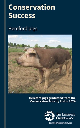 Conservation success: The population of Hereford hogs, a pig known for its docile nature and eye-catching deep red coloring with white trim, has grown sufficiently for the breed to graduate from the CPL in 2024. Learn more about Herefords: https://livestockconservancy.org/hereford-pig/ | The Livestock Conservancy