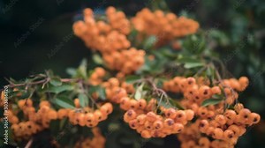 Rowan berries, ripe rowan berry. Lush bunches of orange rowan on the branches of a tree. Green leaves and orange ripe berries on a rowan branch in autumn. Stock Video