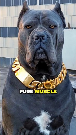 Cane Corso: Italy’s Ultimate Bite Force Guardian #CaneCorso#PowerfulDogs#GuardDogs