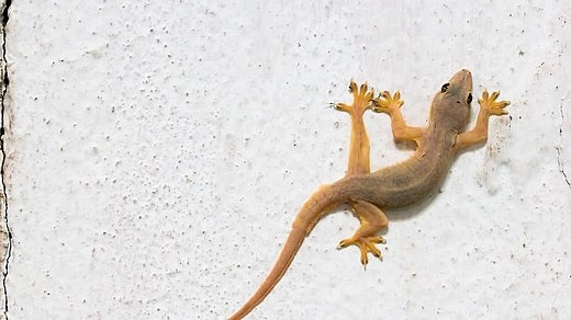 How to get rid of lizards at home using safe, natural methods