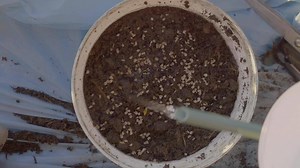 Soil preparation for successful plant growth in garden containers