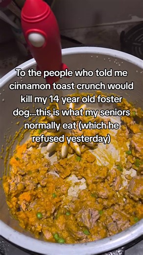 Healthy Meal for Senior Dogs with Turmeric