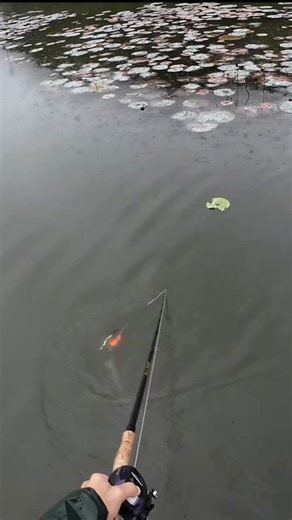 4 NEW Musky Spinnerbait Colors That Flat Out Produce! #muskyfishing #outdoors #fishingtips