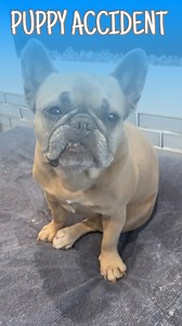 Am I a backyard breeder now? #dogs #dogparents #puppys #frenchbulldog #pregnantdog 🔊: @klrproductions | somefrenchienamedapollo