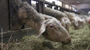 Sheeps in sheepfold eating hay