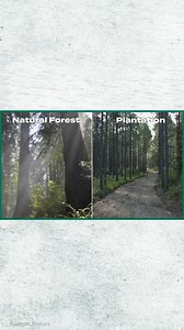 5.2M views · 54K reactions | Cardboard has a high recycling rate in the US. But it can't be reused forever, so the massive paper companies that make it also consume millions of trees each year. | Insider Tech | Facebook