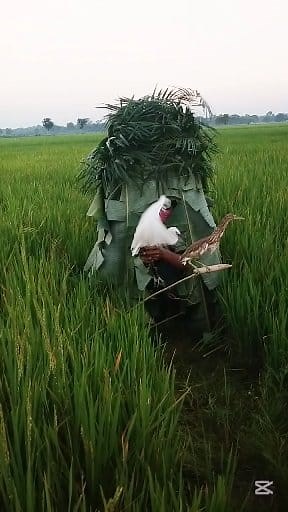 Indian white bird | Pros M