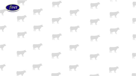 One of our very own Ruminant Nutrition Specialists gives a breakdown of Phosphorus supplementation in your herd. Hear it from Tatenda and feel free to contact any Fivet Branch for assistance and/or more information! #FivetAnimalHealth #partneringwithourfarmers #summersupplementation #supplementation #cattle #cattlefarming #livestock #freetraining | Fivet Animal Health