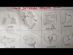 How to draw different types of internal organs #internal organs drawing step by step easy drawing