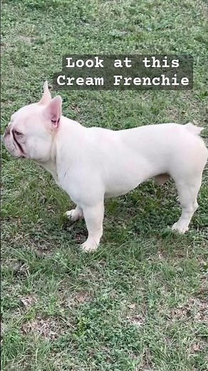Cream French Bulldog… built different 👀