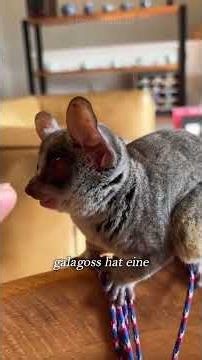 This is what a bush baby sounds like when it wants to be your friend