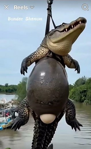 GATORZILLA! World's BIGGEST Alligator Caught on Camera (You Won't Believe It)