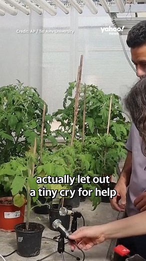 From 'screaming' plants, to strange meatballs — here's your weird news of the week. | Yahoo News