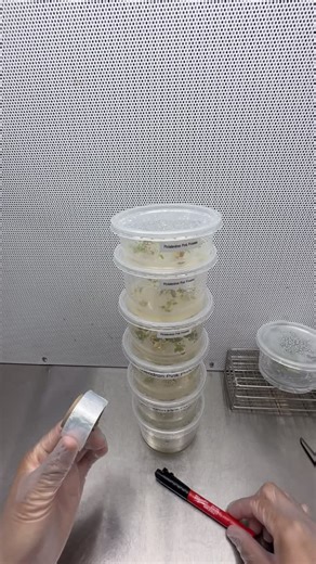 Plant Cell Technology on Instagram: "One of the simplest habits that makes the biggest difference in the lab? Labeling your cultures—every single time. This Way Back Wednesday, we’re bringing it back to this video where Francisco explains why proper labeling isn’t optional in plant tissue culture. Dates, media type, PGRs, subculture number—those small details are what keep your experiments organized, reproducible, and successful. Without labels, even the best cultures turn into guesswork. With t