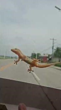 GECKO JOY RIDE #gecko #animal #nature
