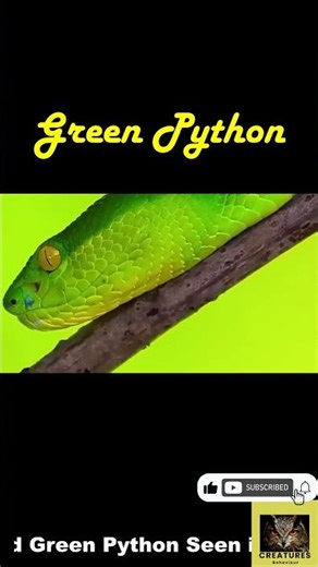 Yellow-Eyed Green Python #shorts #☺️🙂