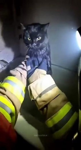 Firefighter Rescues Kitten Trapped In House Fire!