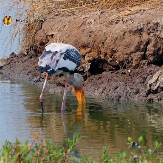 Painted stork bird Find special foods to eat | Review Bird Nest