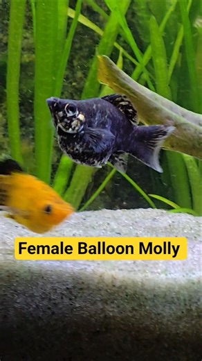 🐟Female Balloon Molly #Shorts #Balloonmolly #Mollyfish