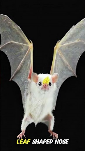The Real-Life Flying Cotton Ball! 🦇☁️ #Shorts #HonduranWhiteBat #CuteAnimals
