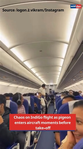 A pigeon caused mid-cabin chaos aboard a Bengaluru–Vadodara IndiGo flight on December 2 after it entered the aircraft moments before take-off. Viral videos show the bird flying over passengers’ heads as crew members attempted to guide it out, adding to the airline’s ongoing crisis amid mass cancellations and delays. Source: logon.2.vikram/Instagram | MiD DAY